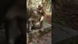 #loveableanimals #lovableanimals #animals #monkey #shorts