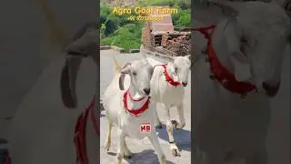 Agra Goat Farm😍 #bakraeid #bakraeid2025 #bakraeidspecial #bakra #goats #trending #biggoats