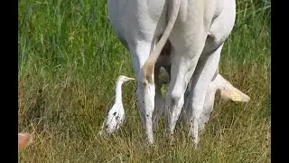 Koereigers bij De Auken (De Wieden) op 12 juli 2025