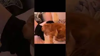 My roommates cat is obsessed with me. I think I need to file a restraining order #viral #cat