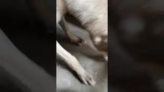 🐕❤❤ Guys app log apne asps doggy's ko khana deya kro, enko v bhuk lgte Iswar appko duea dage.