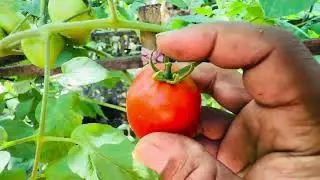 Cara Memetik Buah Tomat yang Benar dan Bagian Mana yang Harus Dipotong saat Memanen Tomat