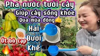 #261🇺🇸 pha nước tưới cây🪴￼ giúp cây phát triển, phục hồi khỏe👍￼ qua mùa đông❄️🪴￼ 