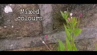 The Many Forms of American Willowherb (E. adenocaulon, ciliatum, glandulosum..etc)
