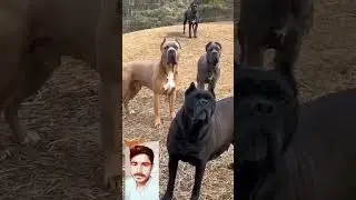 //amazing funny video dogs also here//😢😢##SAFDAR KHAN YOUTUBE CHANNEL #pleas subscribe my channle#