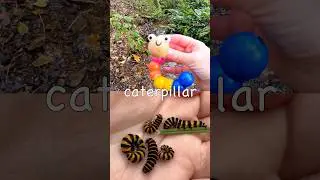 Bug Insect Names | Kids Learn at the Stream: Earthworm Beetle Caterpillar Snail Moth