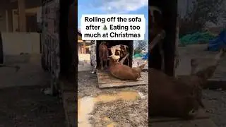 This is actually footage of me after eating too much Christmas dinner #christmas #funny