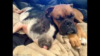 Amazing Dog and Pig LOVE AND SEX  :)  Удивительная собака и свинья LOVE SEX  :)