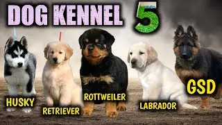 Biggest dog kennel | Rottweiler | Gsd | blue eyes husky | Labrador | Golden retriever