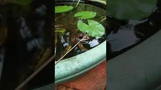 how INDIAN FROGS  look like.🐸🐸🐸