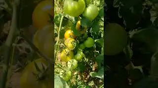 Tamato #own farm#Growing own vegetables #naturesurprises