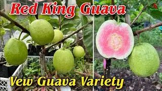 Red King Guava plant farming in india new variety guava 