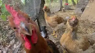 The Honkening
