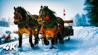 Horse Carriage Sound for Sleep and Relaxation ✨