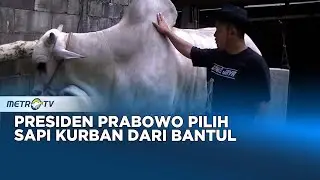 Bantul Kembali Jadi Pemasok Sapi Qurban Presiden RI