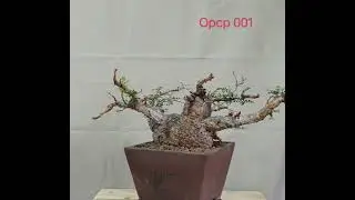 AHEAD Thailand Operculicarya Pachypus OPCP001 The Madagascan Bonsai Masterpiece #Operculicarya