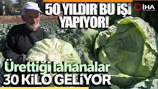 Kars’ta 50 Yıldır Lahana Üretiyor
