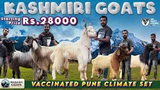 Pune climate Set vaccinated Quality Kashmiri Goats at Mastan Goats  I YK Goat Lover ￼