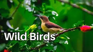 Colorful Birds From Around the World | Vibrant Plumage. #thehowtoacademy #birds #birdlovers