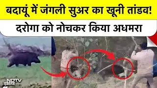 Rescue करने गए थे, खुद शिकार बन गए, Badaun में Wild Boar के हमले की पूरी कहानी