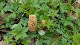 Morel Mushroom Hunting | Ice Hut Camping Cinco De Mayo Special | In the Bush #67