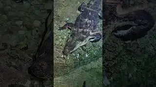 King Croc в Дубай Молле. ОАЭ | King Croc in Dubai Mall. Dubai. UAE
