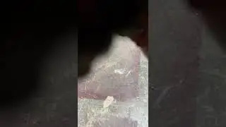 Old airsoft vids! ( raw footage no editing )