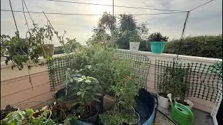 Urban  Balcony Garden Maintenance