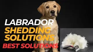 Labrador shedding solutions | Retriever dog | Labrador Secrets