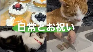 【フルーツミニタルト作り】普段のお弁当作り│久々のドンキ│息子の成人式│愛猫たちの日常