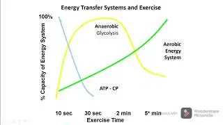 Basics of Sports Physiology part I