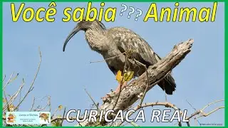 Voc&ecirc; sabia? Curicaca real / Plumbeous ibis #curicaca #ibis #aves #birds