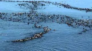 Eider ducks off the coast of Tilting, Newfoundland