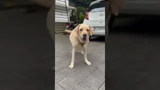 #labrador #labradorretriever #playtime #homefun #shortsfeed #youtubeshorts #heyminnalesong #viral