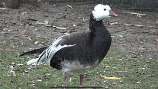 Snow Goose (blue-morph)
