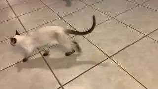 My cat walking strange (Leo injury)