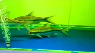 blue mahseer barb | Aquarium fish | Fish tank