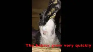 Von Der Decken's hornbill