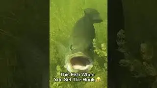 The Bass When You Set The Hook Be Like 😂 #fishing #shorts