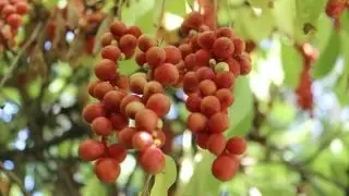 A 'super' berry to boost memory and heart health