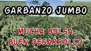 GARBANZO JUMBO | DESARROLLO A 90 DÍAS DESDE LA SIEMBRA | SE VE GRAN PRODUCCIÓN