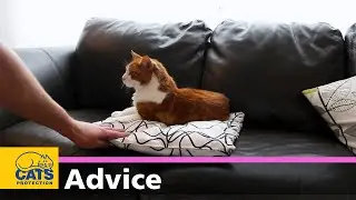 Purrfectly Imperfect | Caring for a deaf cat