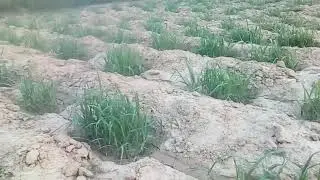 गन्ने की बुवाई गड्ढों में - sugger cane
