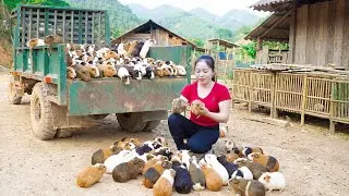 Harvest 200 Guinea Pigs - Use Truck Transport Many Guinea Pigs Go To Market Sell