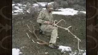 How To Score An Elk Using The Boone & Crockett System - MossBack
