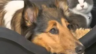 Air Animal Pet Movers, Pet Relocation, Tampa, FL
