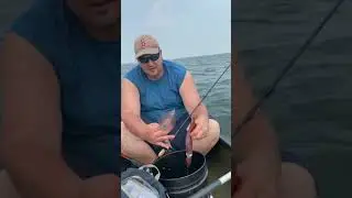 Catching huge squid in Salem Harbor