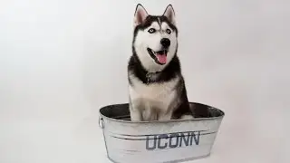 The Ultimate #UConnBucketList