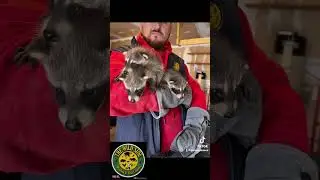 Raccoon kits removed from attic