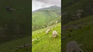 #viralreels #mountains #treandingshort #trending #travel #kashmir #kashmirphotography